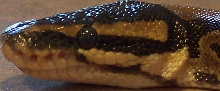 Royal Python