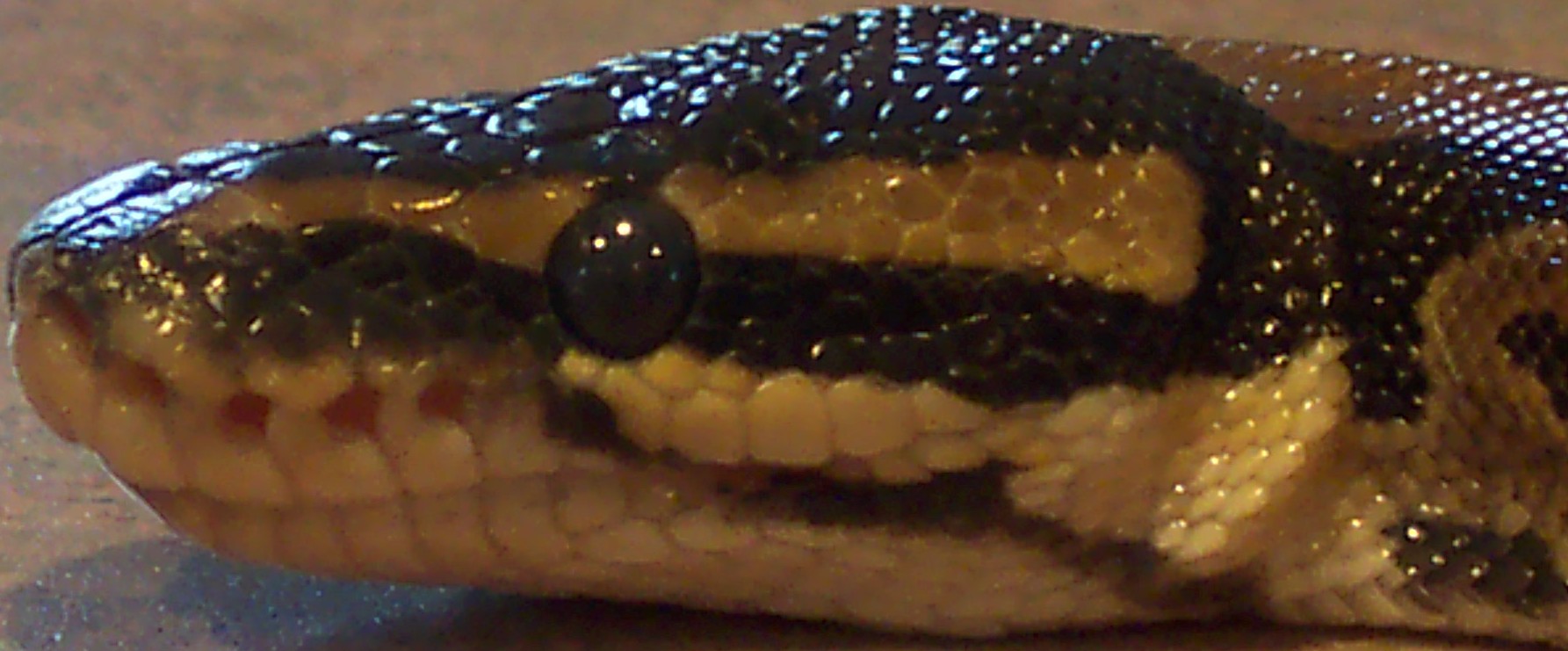 Royal Python