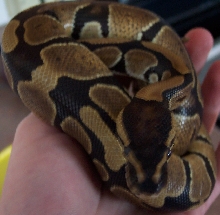 Royal Python