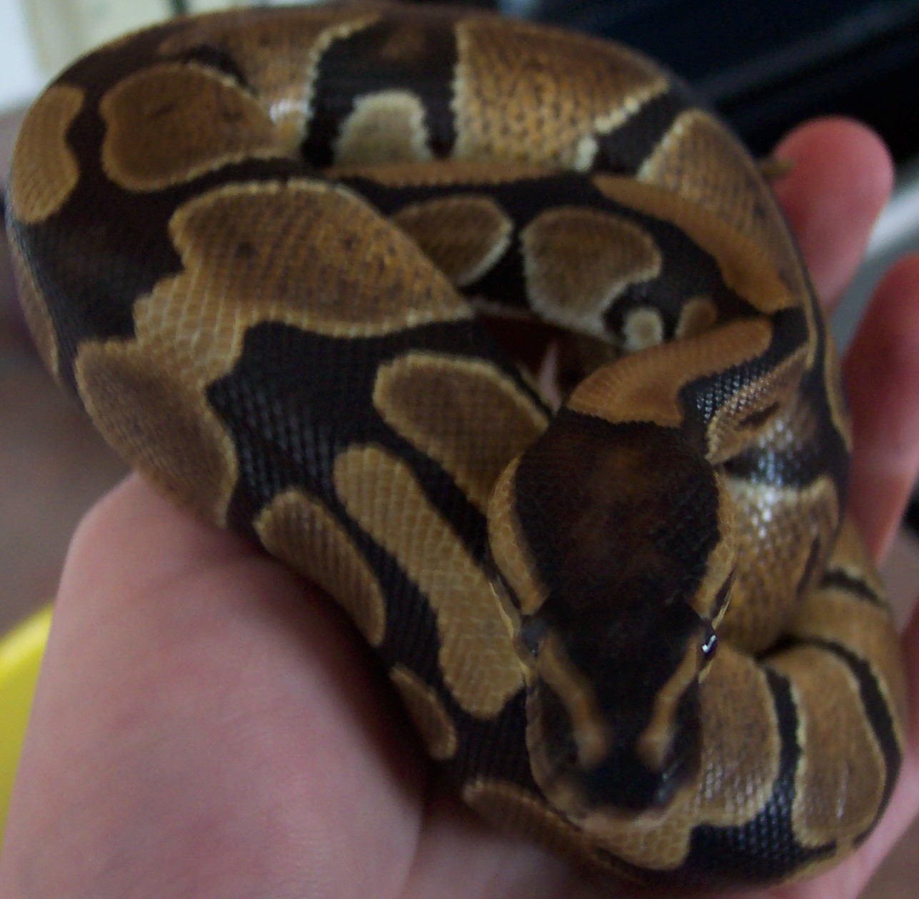 Royal Python
