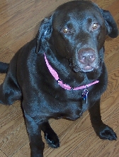 Brandy (Chocolate Lab)