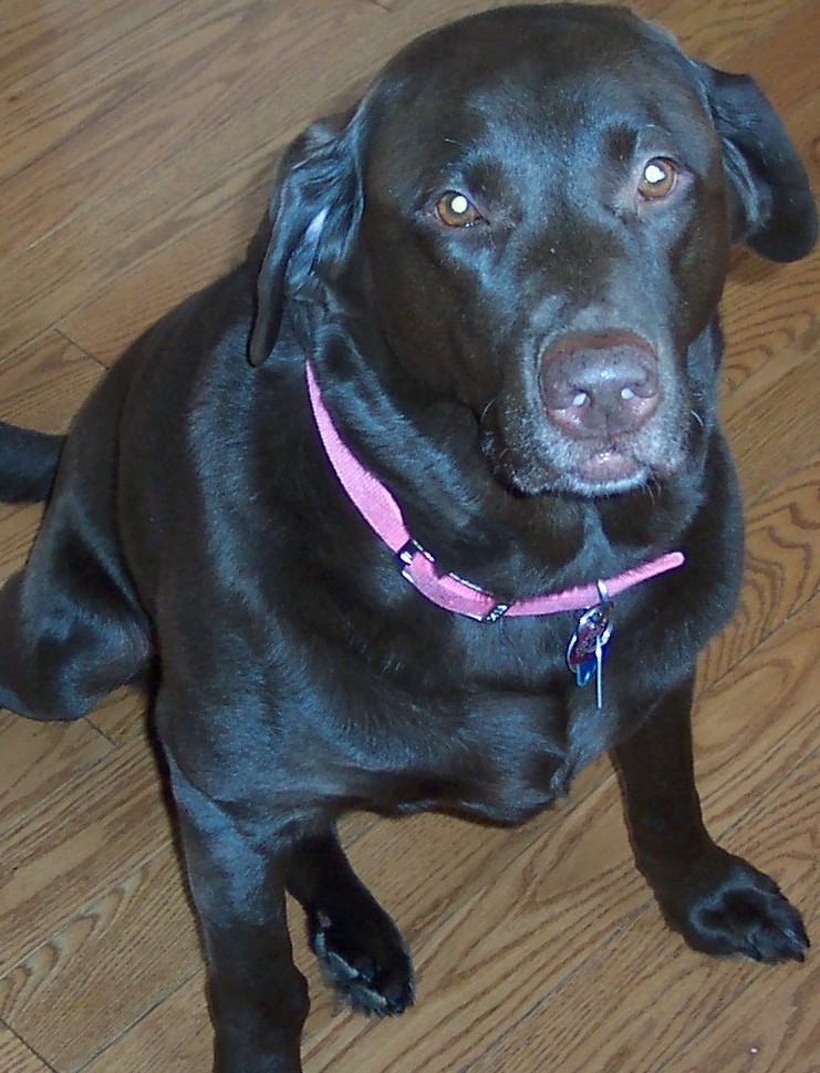 Brandy (Chocolate Lab)