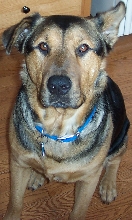 Deke (German Shepard Mix)