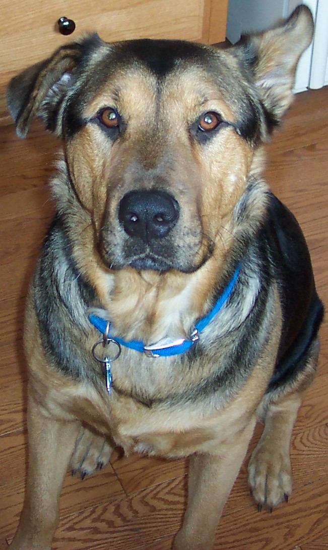 Deke (German Shepard Mix)