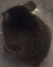 Little Brown Mouse