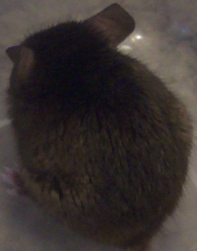 Little Brown Mouse