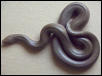 Rubber Boa