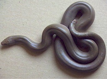 Rubber Boa