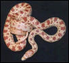 Pacific Gopher snake