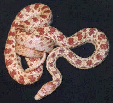 Pacific Gopher snake