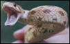 Pacific Gopher snake