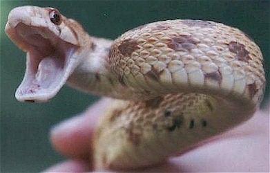 Pacific Gopher snake