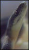 Water Python