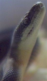Water Python