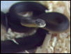 Water Python