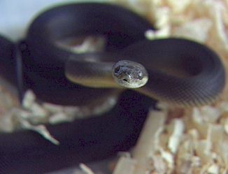 Water Python