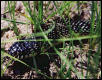 Speckled Kingsnake