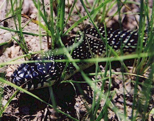 Speckled Kingsnake