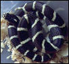 California Kingsnake
