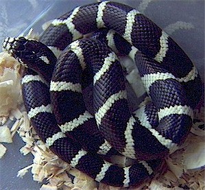California Kingsnake