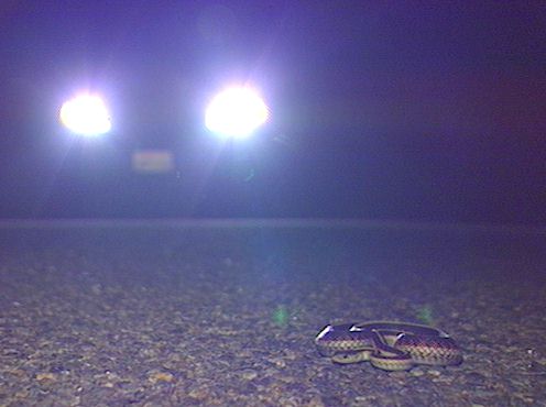 Western Garter Snake