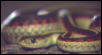 Western Garter Snake