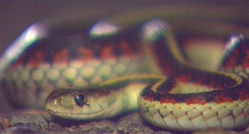 Western Garter Snake