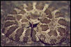 Northern Pacific Rattlesnake