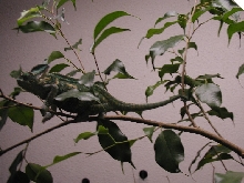 Bluebell Gravid