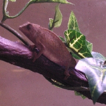 Pymgy Chameleon
