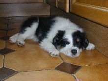 Pooped out!