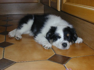 Pooped out!