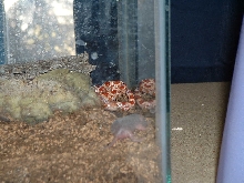 PeeWee eating