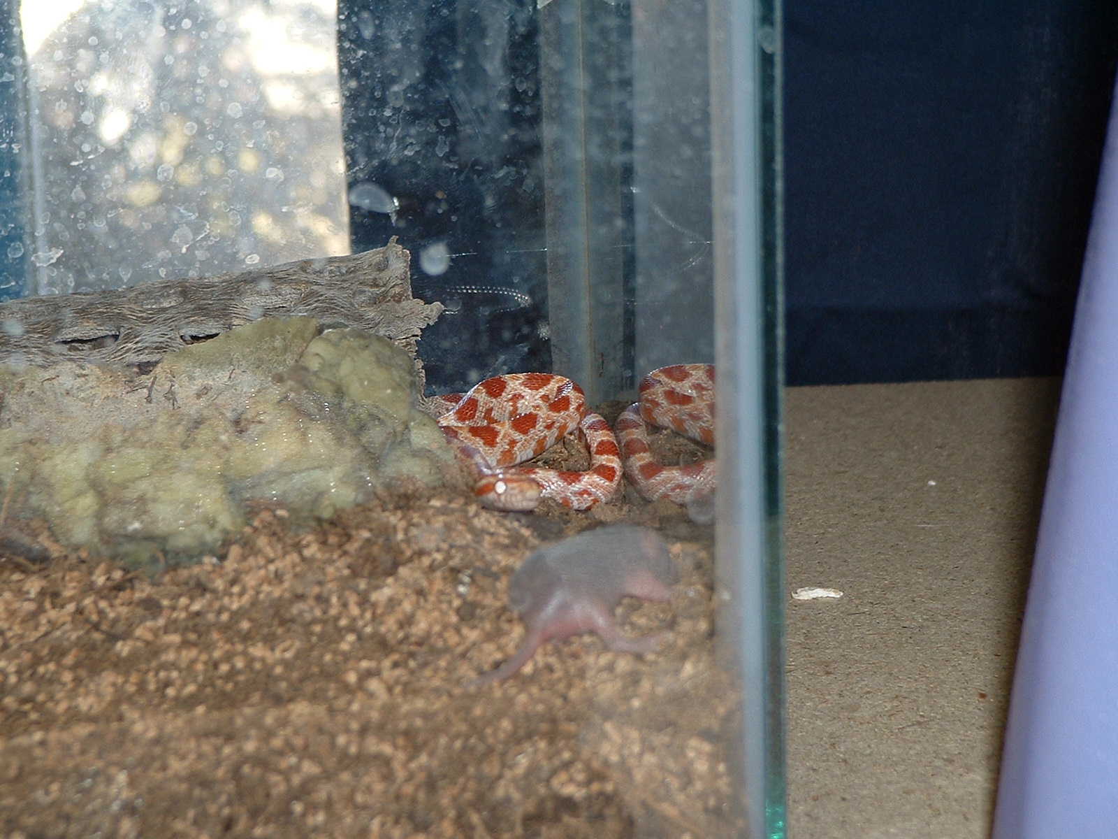 PeeWee eating