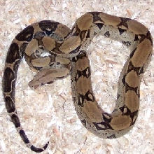 0.1 ivory anery