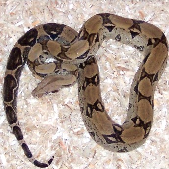 0.1 ivory anery