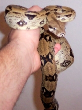 0.1 ivory anery