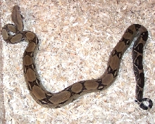 0.1 Ivory Anery