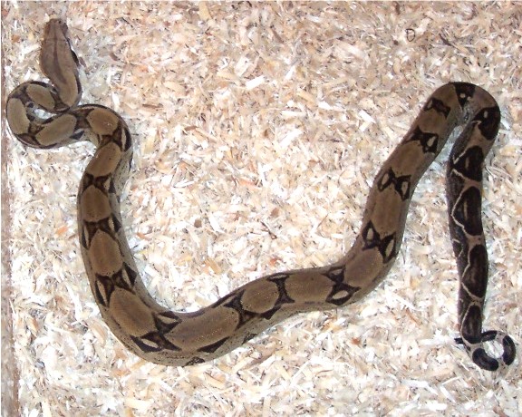 0.1 Ivory Anery