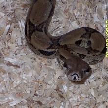 0.1 Ivory Anery pic2