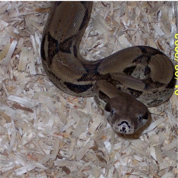 0.1 Ivory Anery pic2