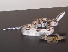 Ivory Anery Male