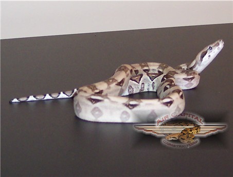 Ivory Anery Male