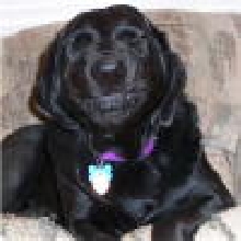 dog smile