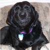 dog smile