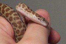 childrens python