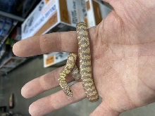King snake 1