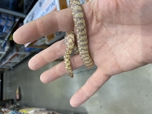 King Snake 2