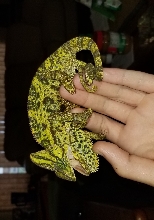 Different kind of veiled