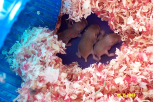Baby Roborovski hammies